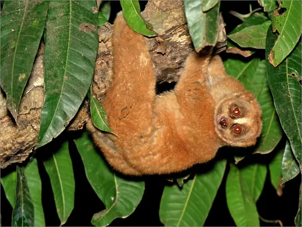 Slow Loris - hanging upside down from branch - Thailand