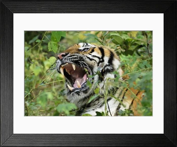 Framed Print : Tiger - probable hybrid: Bengal cross Indo-Chinese - Thailand