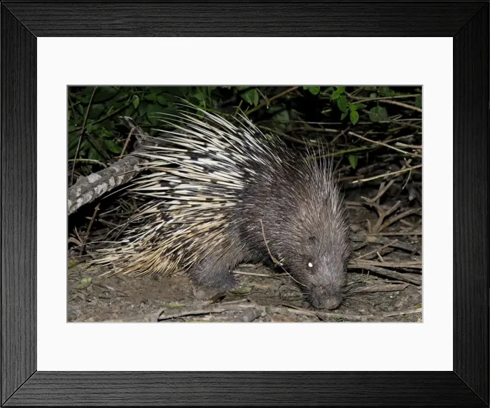 Framed Print : Malayan Porcupine / East Asian Porcupine - Thailand Framed Print : Malayan Porcupine / East Asian Porcupine - Thailand