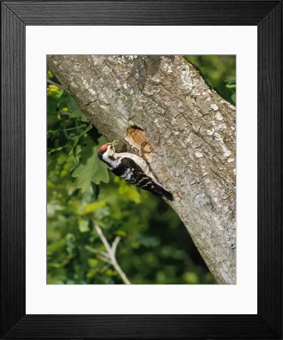 Framed Print : Lesser Spotted Woodpecker - male at nest in Oak tree. Sussex UK Framed Print : Lesser Spotted Woodpecker - male at nest in Oak tree. Sussex UK