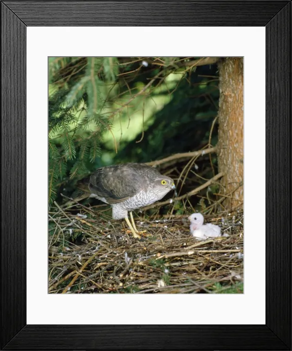 Framed Print : Sparrowhawk - female at nest with young. West Sussex, UK Framed Print : Sparrowhawk - female at nest with young. West Sussex, UK