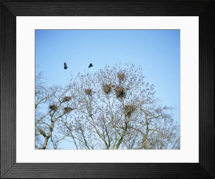 Framed Print : Rookery - in spring West Sussex, UK Framed Print : Rookery - in spring West Sussex, UK