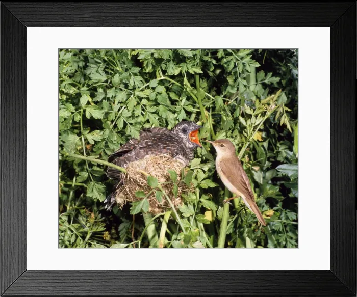 Framed Print : Cuckoo - young in Reed Warbler nest with host bird Sussex, UK Framed Print : Cuckoo - young in Reed Warbler nest with host bird Sussex, UK