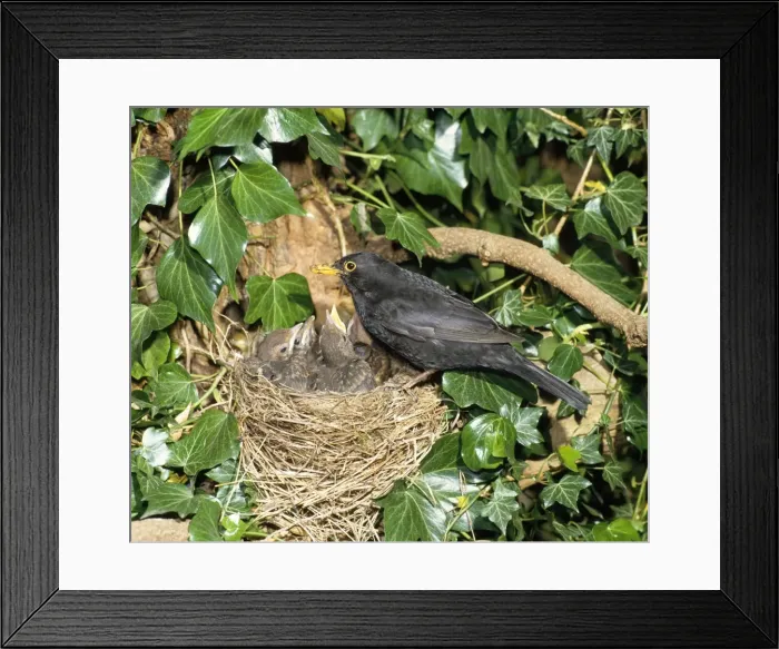 Framed Print : Blackbird - male at nest with young West Sussex, UK Framed Print : Blackbird - male at nest with young West Sussex, UK