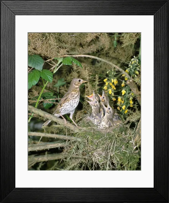 Framed Print : Song Thrush - at nest with young West Sussex, UK Framed Print : Song Thrush - at nest with young West Sussex, UK