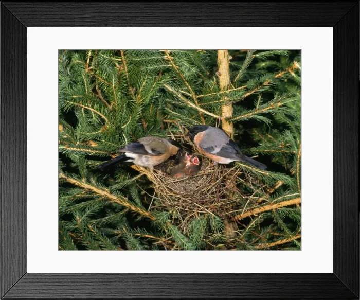 Framed Print : Bull Finches - pair at nest with young in fir tree West Sussex, UK Framed Print : Bull Finches - pair at nest with young in fir tree West Sussex, UK