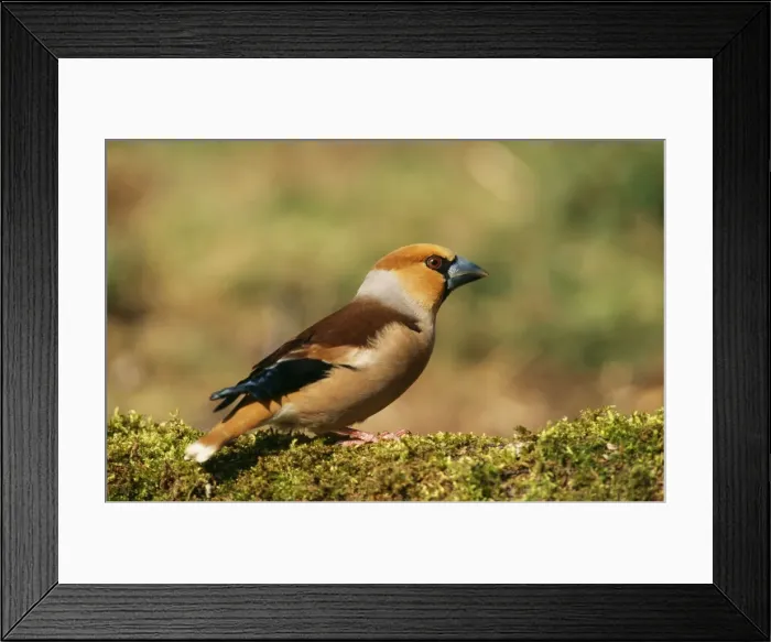 Framed Print : Hawfinch ME 108 Coccothraustes coccothraustes © Johan De Meester / ARDEA LONDON Framed Print : Hawfinch ME 108 Coccothraustes coccothraustes © Johan De Meester / ARDEA LONDON