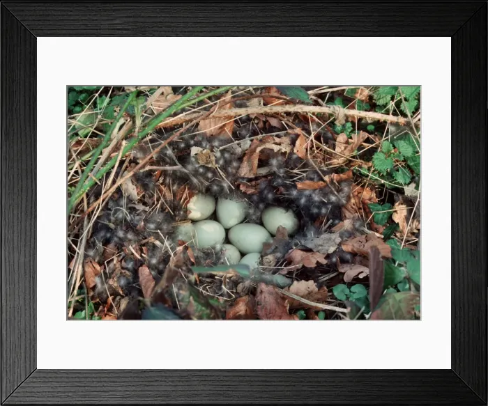 Framed Print : Mallard nest with eggs and down Framed Print : Mallard nest with eggs and down
