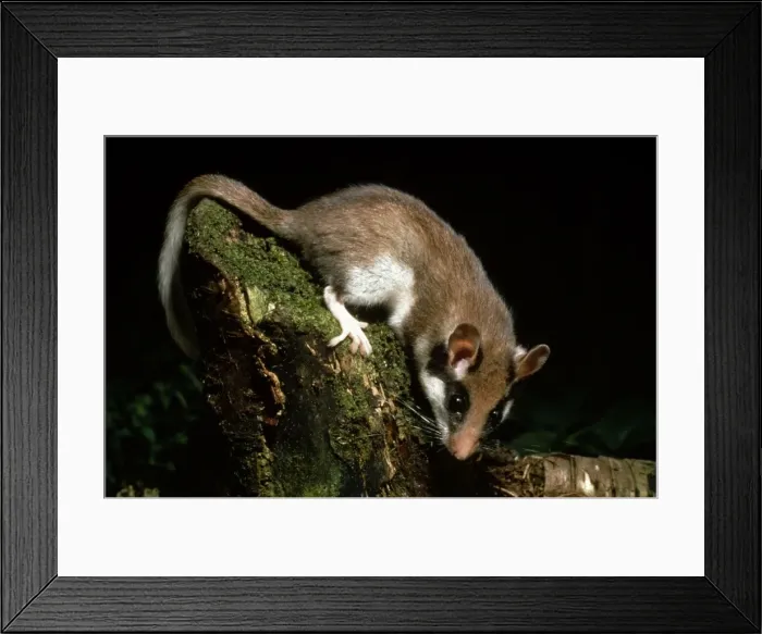 Framed Print : Garden Dormouse ME 151 At night Eliomys quercinus © Johan de Meester / ARDEA LONDON Framed Print : Garden Dormouse ME 151 At night Eliomys quercinus © Johan de Meester / ARDEA LONDON