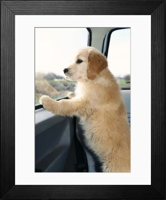 Framed Print : Golden Retreiver Dog ME 156 Puppy in car. © Johan De Meester / ARDEA LONDON Framed Print : Golden Retreiver Dog ME 156 Puppy in car. © Johan De Meester / ARDEA LONDON