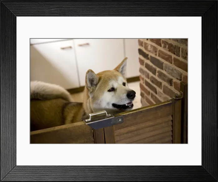 Framed Print : Dog - Akita Inu in kitchen Framed Print : Dog - Akita Inu in kitchen