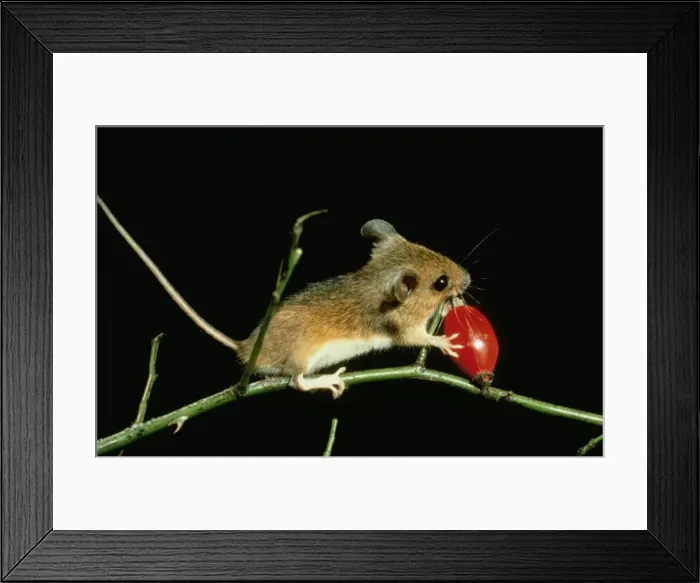 Framed Print : Wood Mouse ME 163 Rosehip Sylaemus sylvaticus © Johan De Meester / ARDEA LONDON Framed Print : Wood Mouse ME 163 Rosehip Sylaemus sylvaticus © Johan De Meester / ARDEA LONDON