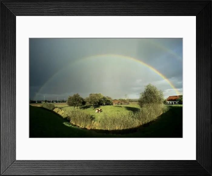 Framed Print : Rainbow over field with cow Manipulated image - removed shadow of photographer in foreground Framed Print : Rainbow over field with cow Manipulated image - removed shadow of photographer in foreground