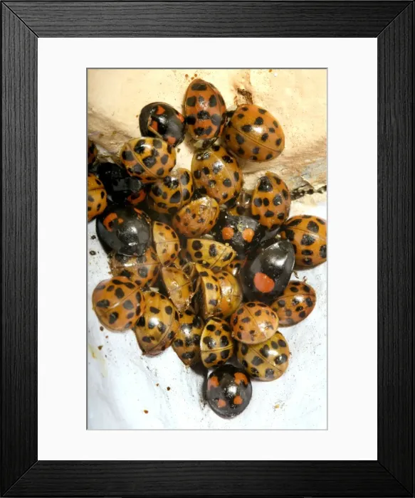 Framed Print : Ladybirds - hibernation Framed Print : Ladybirds - hibernation