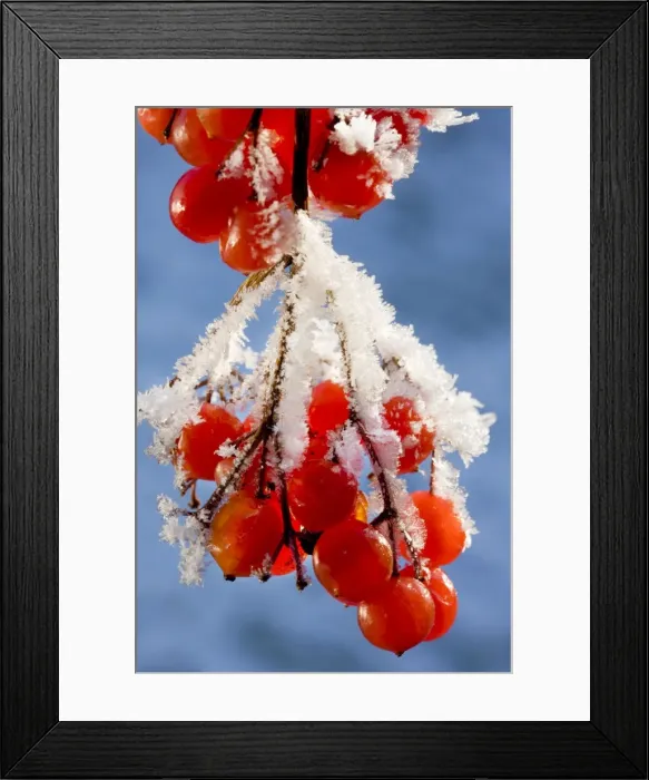 Framed Print : Guelder rose - Water Elder - Cramp Bark - Snowball Tree - frost Framed Print : Guelder rose - Water Elder - Cramp Bark - Snowball Tree - frost