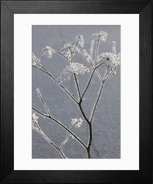 Framed Print : Hogweed - covered in frost Framed Print : Hogweed - covered in frost