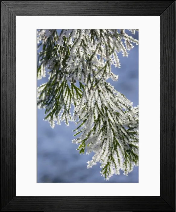 Framed Print : Cedar - covered in frost Order: Coniferales Framed Print : Cedar - covered in frost Order: Coniferales