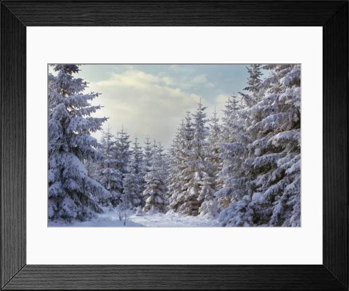 Framed Print : Spruce in winter - Belgium Framed Print : Spruce in winter - Belgium