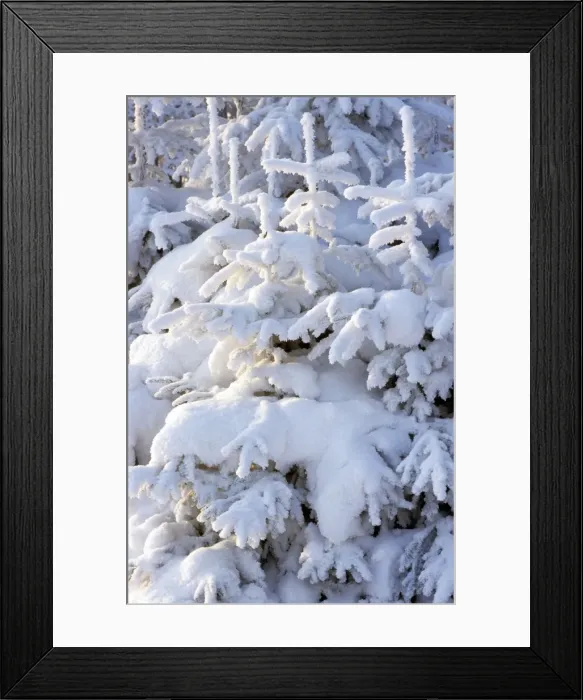 Framed Print : Spruce in winter - Belgium Framed Print : Spruce in winter - Belgium