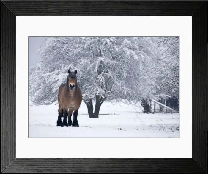 Framed Print : Belgian horse in winter Framed Print : Belgian horse in winter
