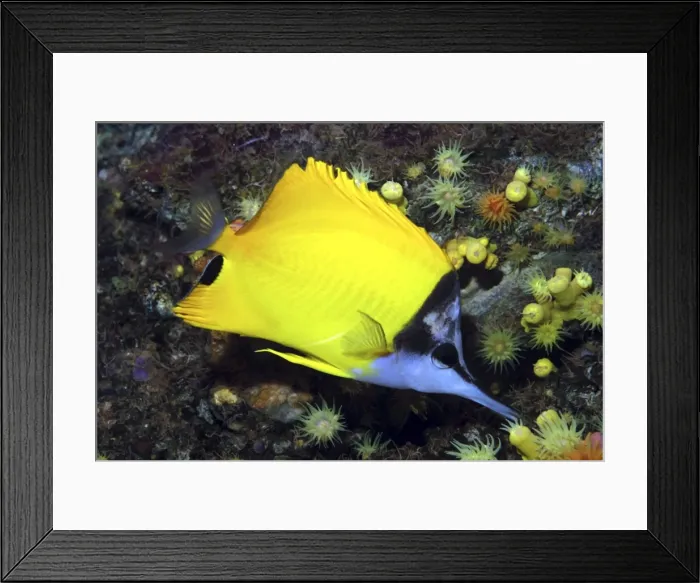 Framed Print : Long Nosed Butterfly Fish, Red Sea & Indian Ocean reefs. Long snout assists in feeding in tiny crevices inaccesssible to other fish Framed Print : Long Nosed Butterfly Fish, Red Sea & Indian Ocean reefs. Long snout assists in feeding in tiny crevices inaccesssible to other fish