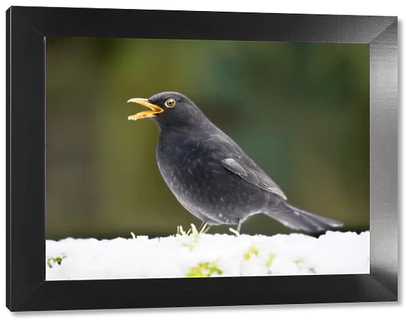 Blackbird in snow with beak open