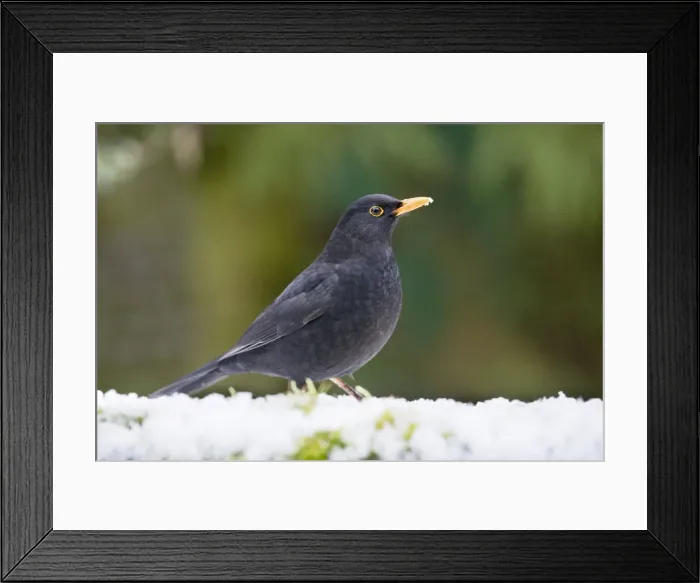 Framed Print : Blackbird in snow Framed Print : Blackbird in snow