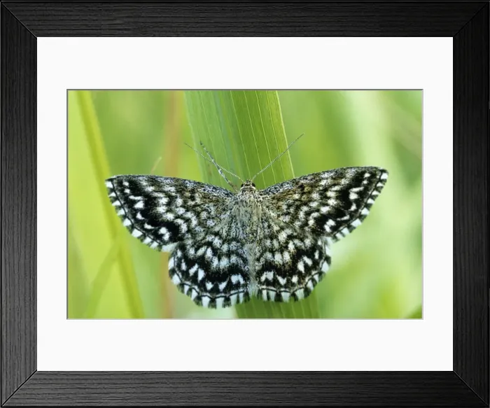 Framed Print : Grizzled Skipper - on flower Framed Print : Grizzled Skipper - on flower