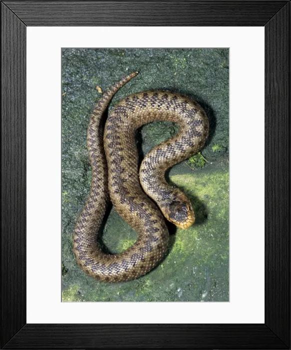 Framed Print : Viper / Adder - Belgium Framed Print : Viper / Adder - Belgium