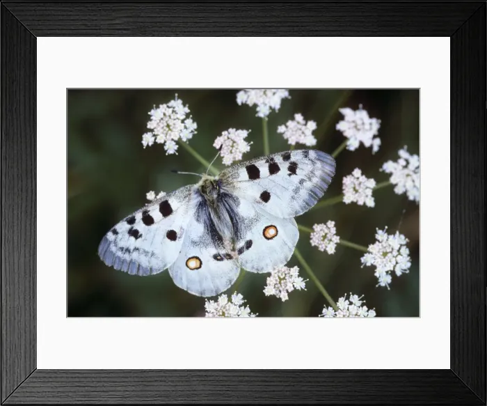 Framed Print : Apollo Butterfly - on flower - France - Alps Framed Print : Apollo Butterfly - on flower - France - Alps