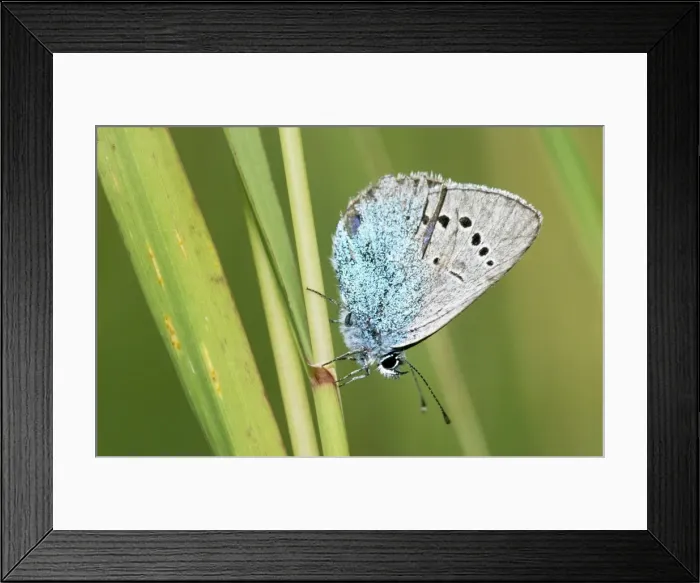 Framed Print : Green-underside Blue Butterfly - on flower - France Framed Print : Green-underside Blue Butterfly - on flower - France