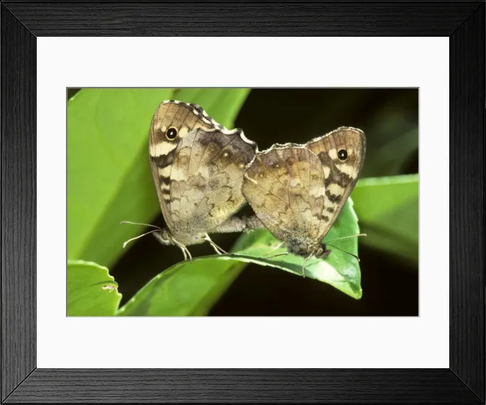 Framed Print : Speckled Wood Butterflies - on flower Framed Print : Speckled Wood Butterflies - on flower