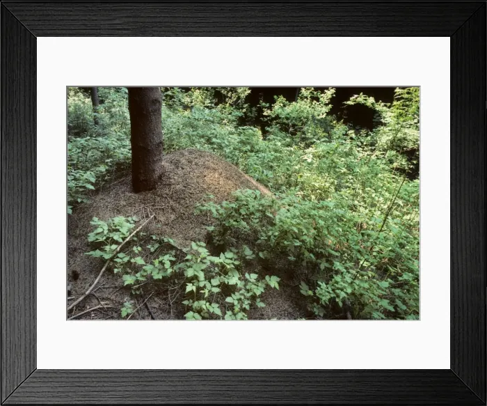 Framed Print : Red Wood Ants - Belgium Framed Print : Red Wood Ants - Belgium
