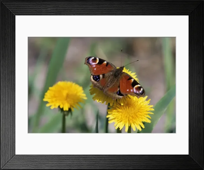 Framed Print : Peacock Butterfly - on Dandelion Framed Print : Peacock Butterfly - on Dandelion