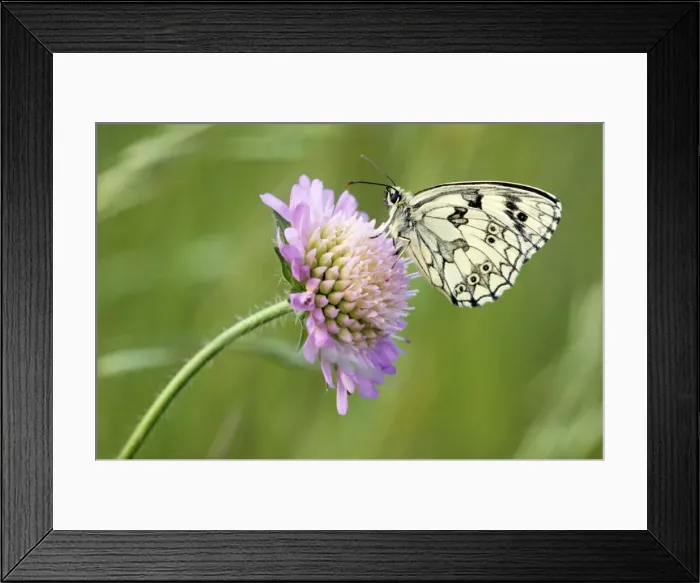 Framed Print : Marbled White Butterfly - on flower - France Framed Print : Marbled White Butterfly - on flower - France
