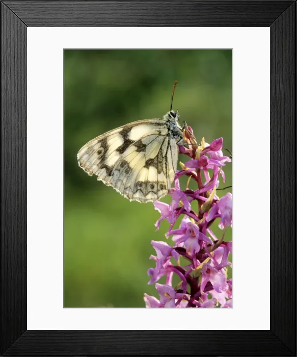 Framed Print : Marbled White Butterfly - on flower - France Framed Print : Marbled White Butterfly - on flower - France