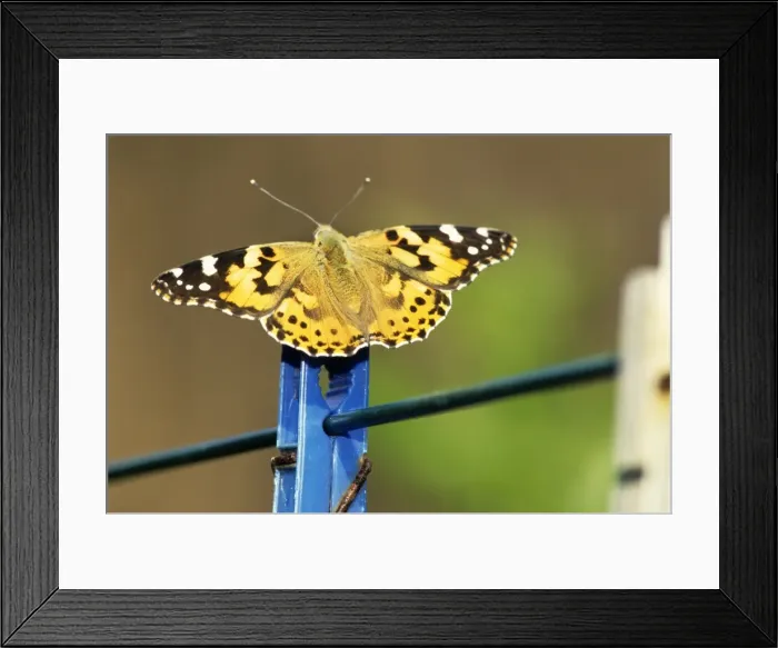 Framed Print : Painted Lady Butterfly - in garden Framed Print : Painted Lady Butterfly - in garden