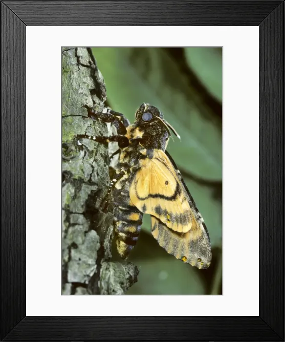Framed Print : Death's-head Hawkmoth