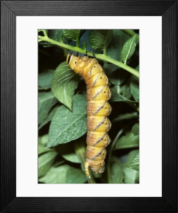 Framed Print : Death's-head Hawkmoth - caterpillar Framed Print : Death's-head Hawkmoth - caterpillar