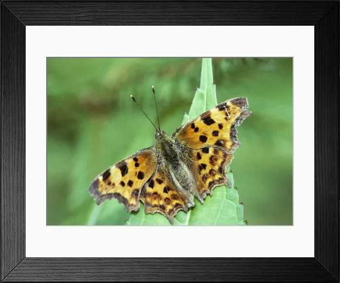 Framed Print : Comma Butterfly - on flower in garden Framed Print : Comma Butterfly - on flower in garden