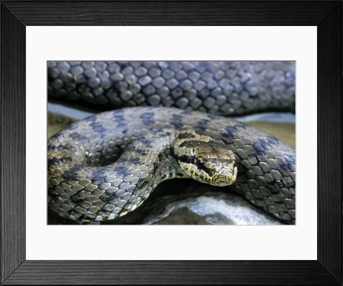 Framed Print : Smooth Snake - Belgium Framed Print : Smooth Snake - Belgium