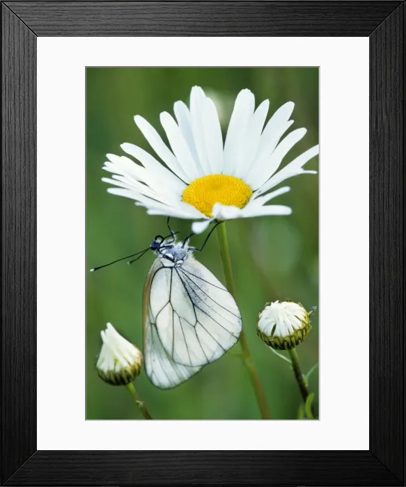 Framed Print : Black-veined White Butterfly - on Oxeye Daisy (Leucanthemum v) - France Framed Print : Black-veined White Butterfly - on Oxeye Daisy (Leucanthemum v) - France
