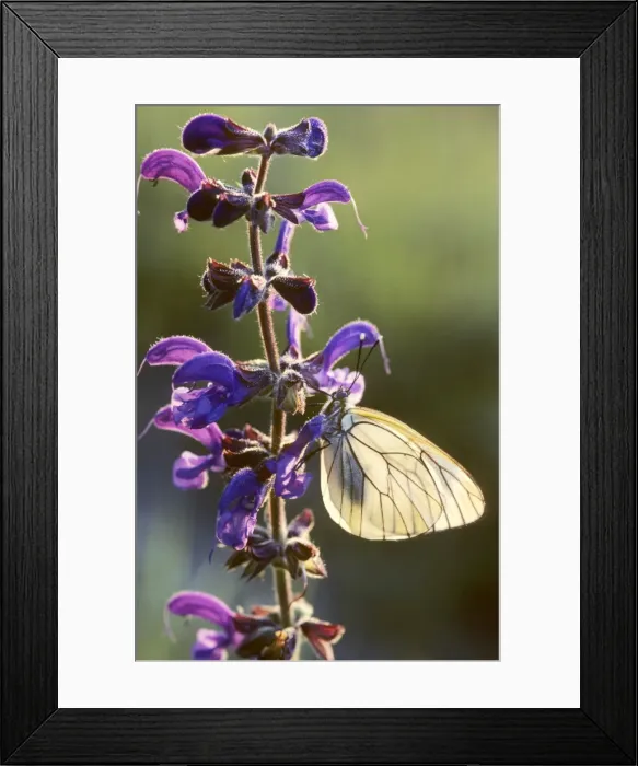 Framed Print : Black-veined White Butterfly - on Meadow Clary / Meadow Sage (Salvia pratens) - France Framed Print : Black-veined White Butterfly - on Meadow Clary / Meadow Sage (Salvia pratens) - France