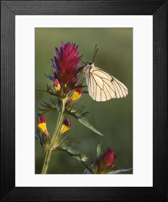 Framed Print : Black-veined White Butterfly - on Field cow-wheat (Melampyrum arv) - France