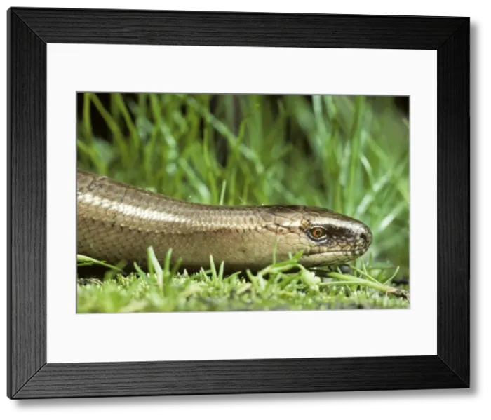 Framed Print : Slow Worm / Blind Worm - Belgium Framed Print : Slow Worm / Blind Worm - Belgium