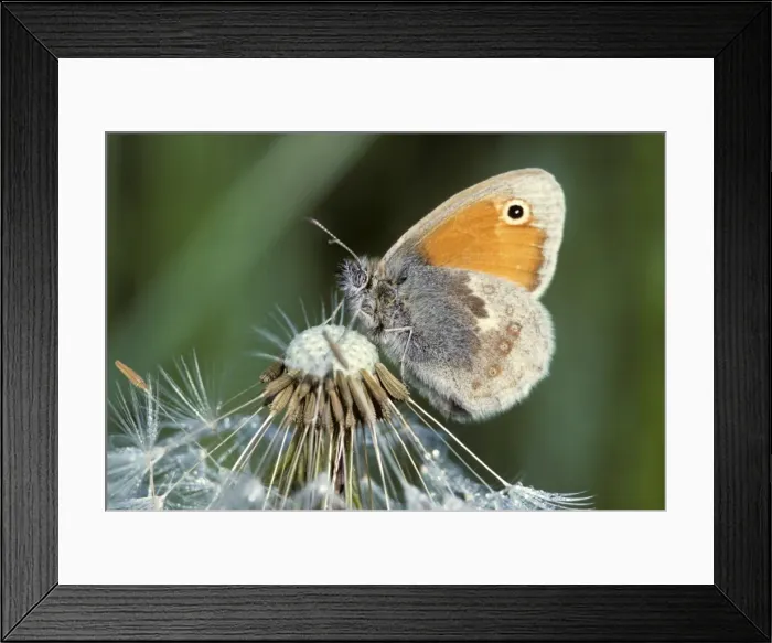 Framed Print : Small Heath Butterfly - on Dandelion Framed Print : Small Heath Butterfly - on Dandelion