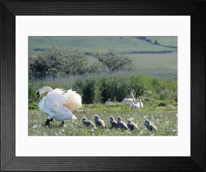 Framed Print : Mute Swan - with chicks in field - Abbotsbury Framed Print : Mute Swan - with chicks in field - Abbotsbury