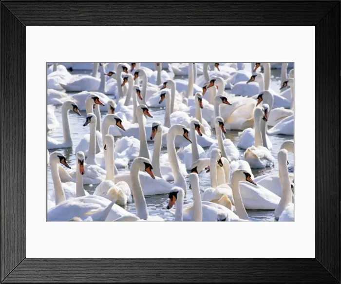 Framed Print : Mute Swans - Abbotsbury