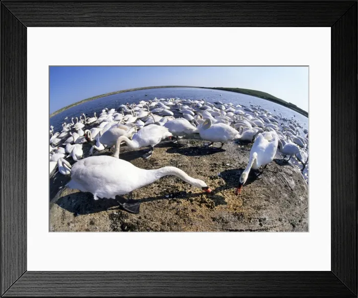 Framed Print : Mute Swans feeding - fish-eye lense - Abbotsbury Framed Print : Mute Swans feeding - fish-eye lense - Abbotsbury