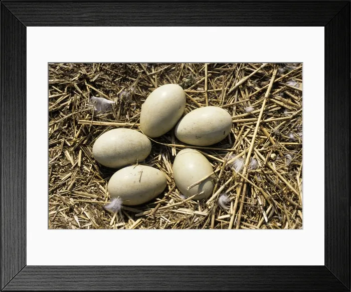 Framed Print : Mute Swan Eggs on nest - Abbotsbury Framed Print : Mute Swan Eggs on nest - Abbotsbury